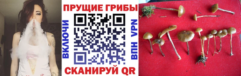 Купить где  Белый  Псилоцибиновые грибы ЛСД 